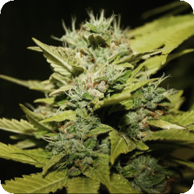 Lemon Amp Lime Feminised Cannabis Seeds